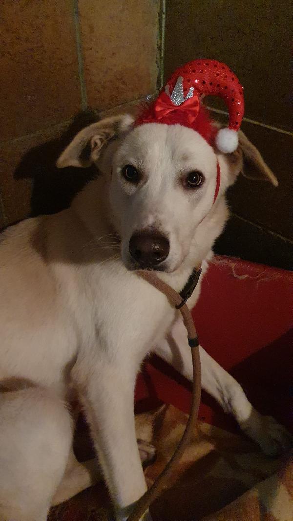 IVOO tenerissimo cagnoletto (nato a inizio 2022) Foto 3